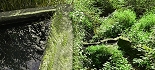 Plants: image 96 Of 208 Thumb